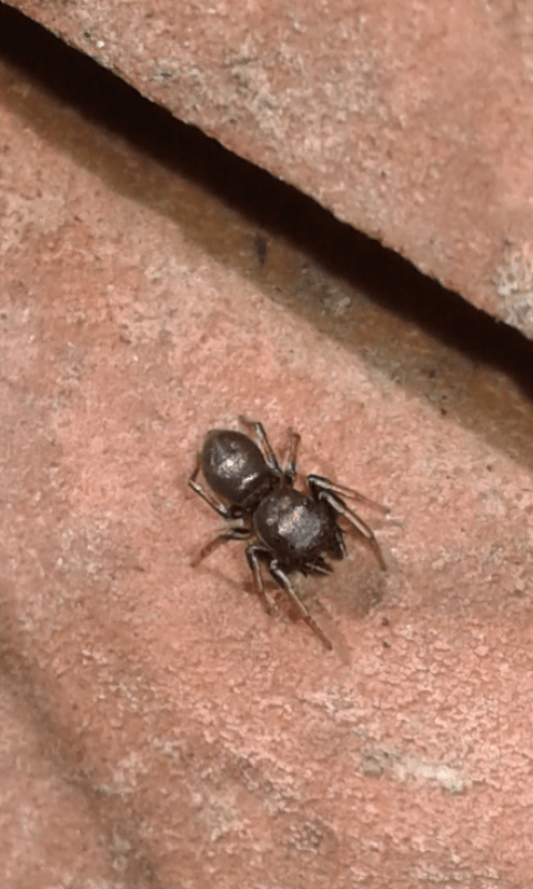 Salticidae: Heliophanus sp.